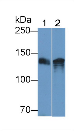 Monoclonal Antibody to Epidermal Growth Factor (EGF)