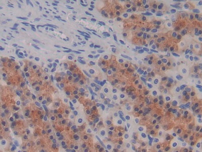 Monoclonal Antibody to Epidermal Growth Factor (EGF)