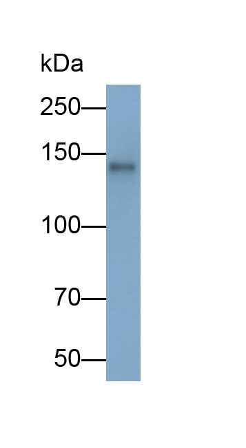 Monoclonal Antibody to P-Selectin (SELP)