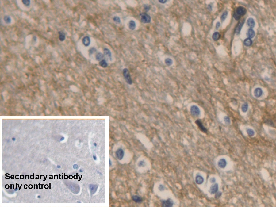 Monoclonal Antibody to Aquaporin 4 (AQP4)