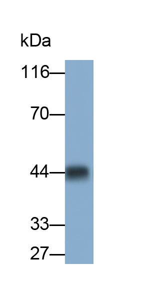 Monoclonal Antibody to Aquaporin 4 (AQP4)