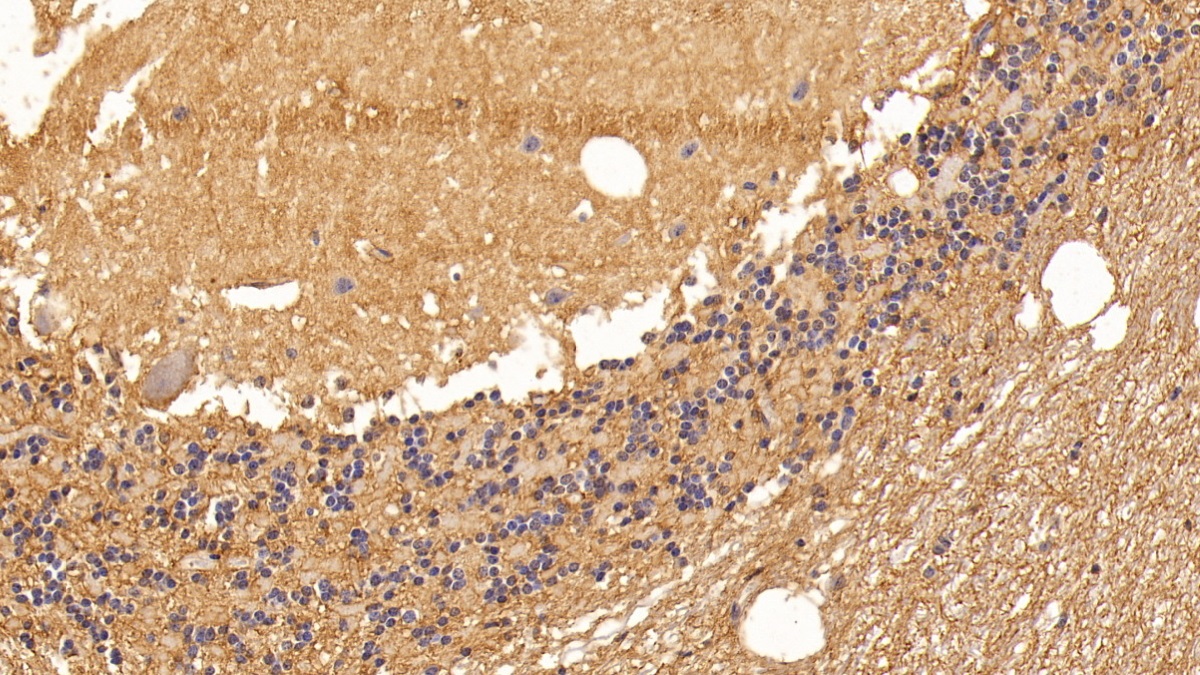 Monoclonal Antibody to Aquaporin 4 (AQP4)