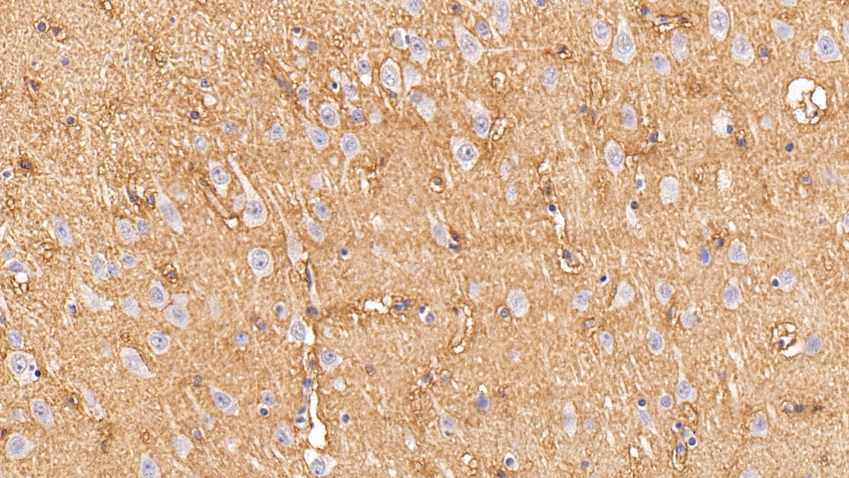 Monoclonal Antibody to Aquaporin 4 (AQP4)