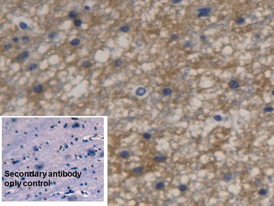 Monoclonal Antibody to Aquaporin 4 (AQP4)