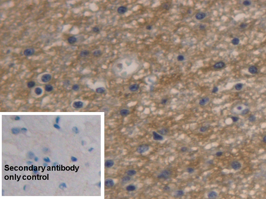 Monoclonal Antibody to Aquaporin 4 (AQP4)