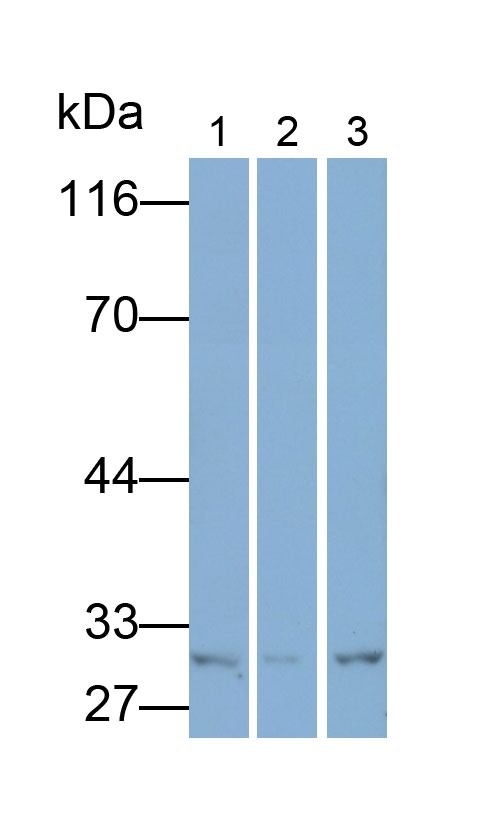 Monoclonal Antibody to Heme Oxygenase 1 (HO1)