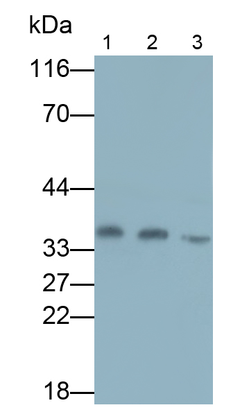 Monoclonal Antibody to Heme Oxygenase 1 (HO1)