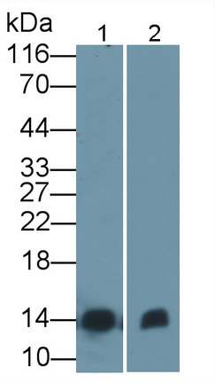 Monoclonal Antibody to Cytochrome C (CYCS)