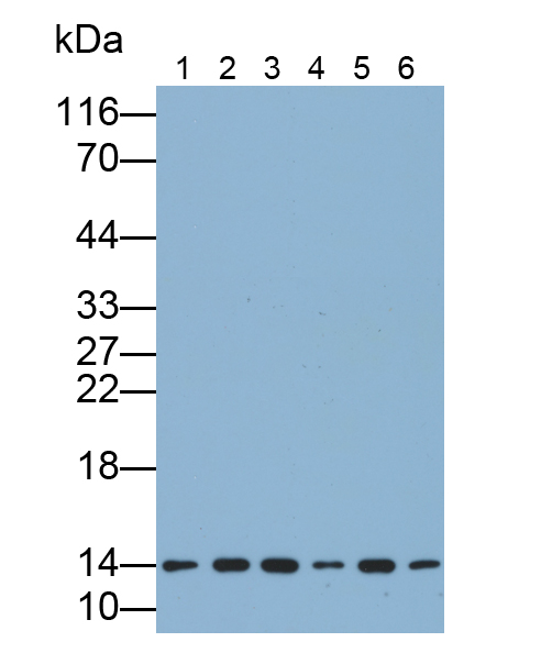 Monoclonal Antibody to Cytochrome C (CYCS)