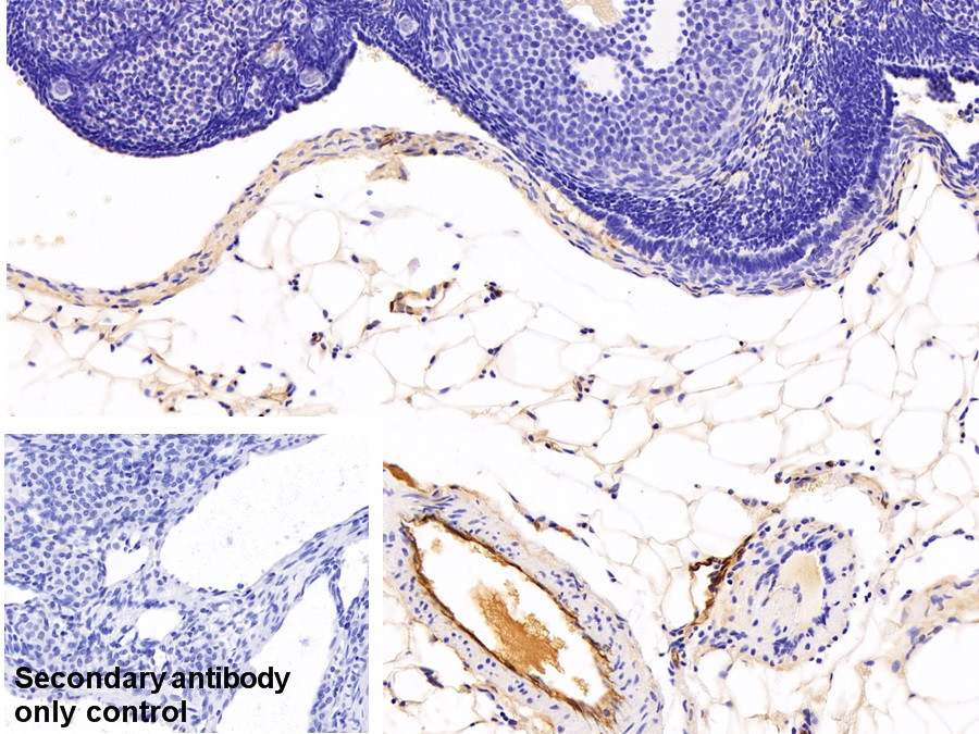 Monoclonal Antibody to Adiponectin (ADPN)