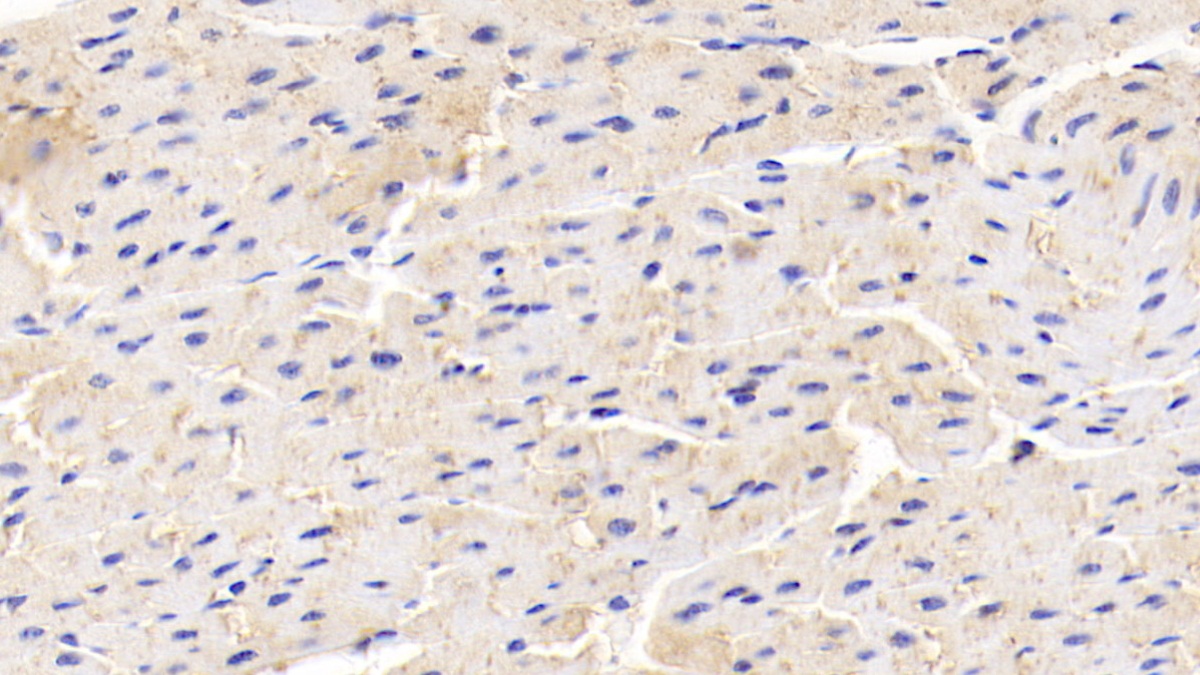 Monoclonal Antibody to Adiponectin (ADPN)