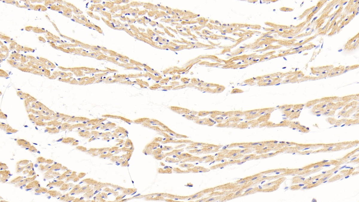 Monoclonal Antibody to Adiponectin (ADPN)