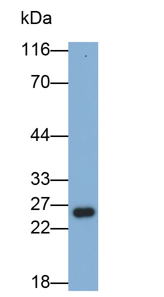 Monoclonal Antibody to Glutathione S Transferase Alpha 1 (GSTa1)