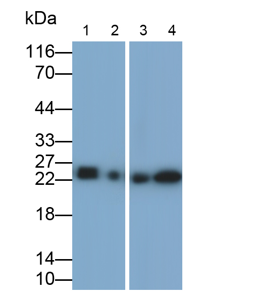 Monoclonal Antibody to Glutathione S Transferase Alpha 1 (GSTa1)