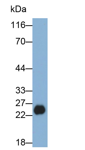 Monoclonal Antibody to Glutathione S Transferase Alpha 1 (GSTa1)