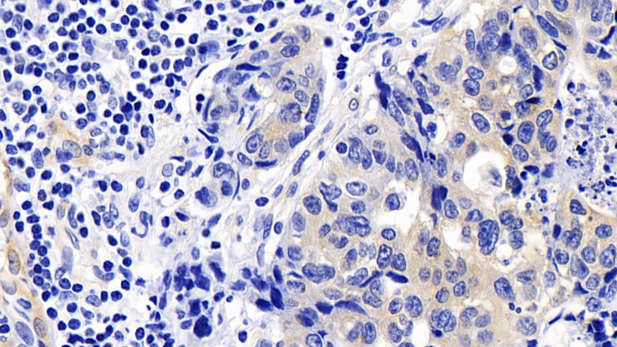 Monoclonal Antibody to Caspase 9 (CASP9)