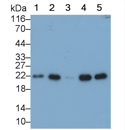 Monoclonal Antibody to BH3 Interacting Domain Death Agonist (Bid)