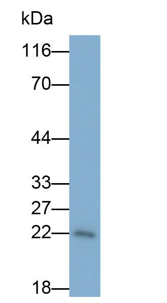 Monoclonal Antibody to BH3 Interacting Domain Death Agonist (Bid)