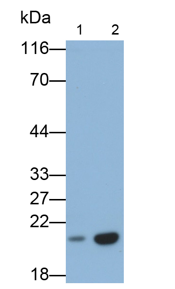 Monoclonal Antibody to BH3 Interacting Domain Death Agonist (Bid)