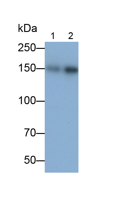 Monoclonal Antibody to Complement Factor H (CFH)