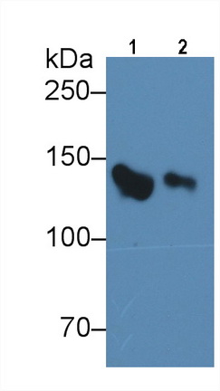 Monoclonal Antibody to Complement Factor H (CFH)