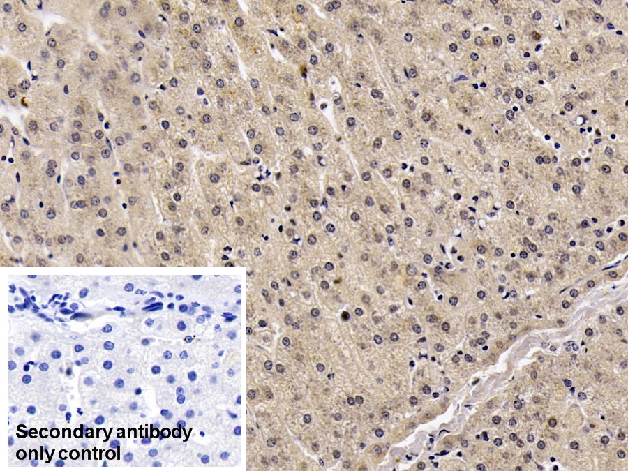 Monoclonal Antibody to Visfatin (VF)