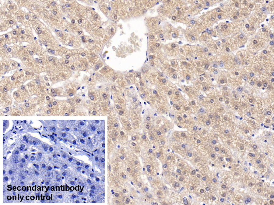 Monoclonal Antibody to Visfatin (VF)