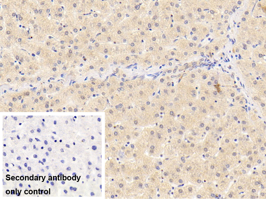 Monoclonal Antibody to Visfatin (VF)