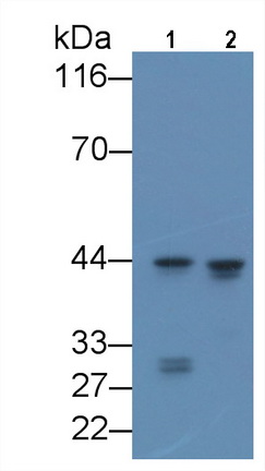 Monoclonal Antibody to CCAAT/Enhancer Binding Protein Alpha (CEBPa)