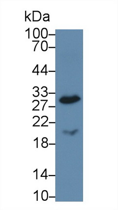 Monoclonal Antibody to Complement component 1 Q subcomponent-binding protein, mitochondrial (C1QBP)