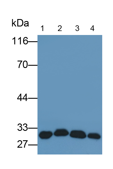 Monoclonal Antibody to Complement component 1 Q subcomponent-binding protein, mitochondrial (C1QBP)