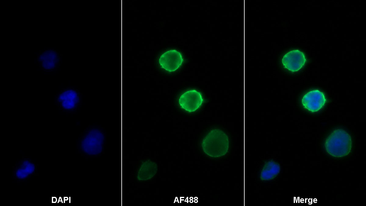 Monoclonal Antibody to Cluster Of Differentiation 28 (CD28)