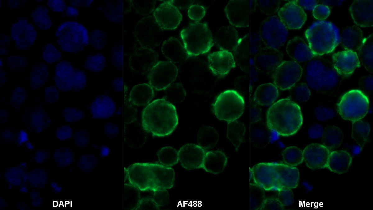 Monoclonal Antibody to Cluster Of Differentiation 28 (CD28)