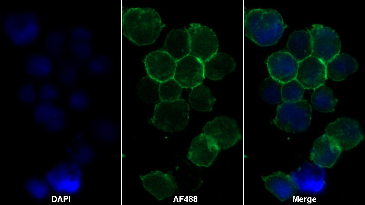 Monoclonal Antibody to Cluster Of Differentiation 28 (CD28)