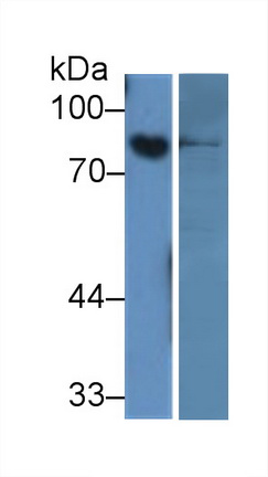 Monoclonal Antibody to Amiloride Binding Protein 1 (ABP1)