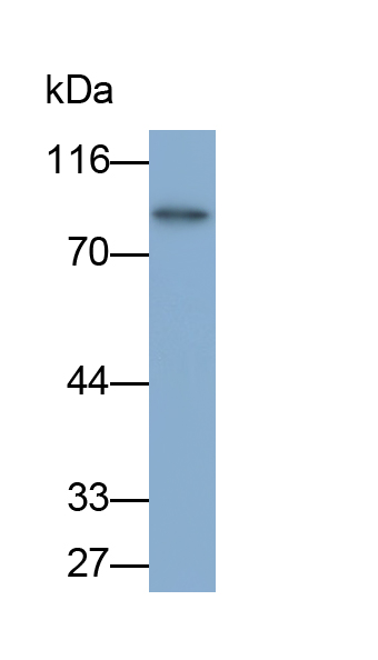 Monoclonal Antibody to Amiloride Binding Protein 1 (ABP1)