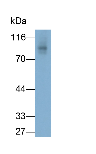 Monoclonal Antibody to Amiloride Binding Protein 1 (ABP1)