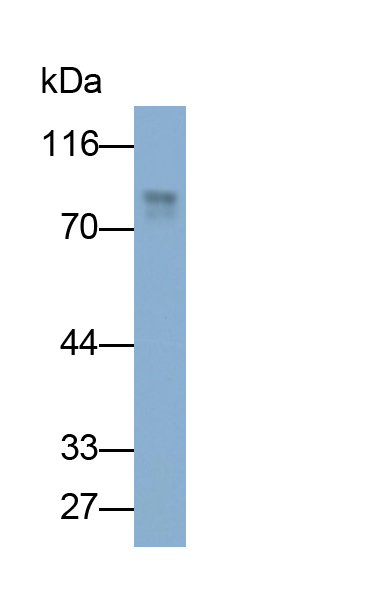 Monoclonal Antibody to Amiloride Binding Protein 1 (ABP1)