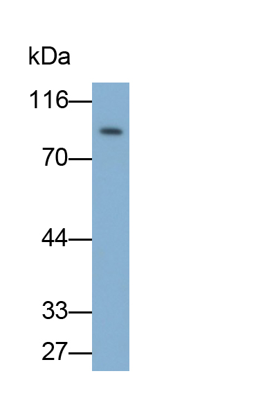 Monoclonal Antibody to Amiloride Binding Protein 1 (ABP1)