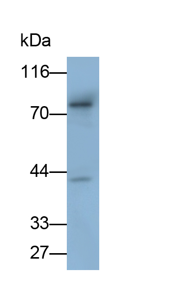 Monoclonal Antibody to Amiloride Binding Protein 1 (ABP1)