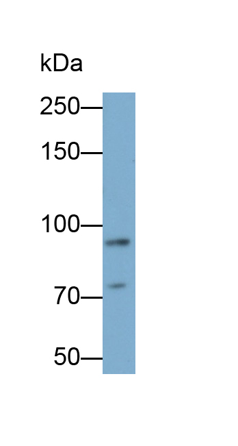 Monoclonal Antibody to Toll Like Receptor 2 (TLR2)