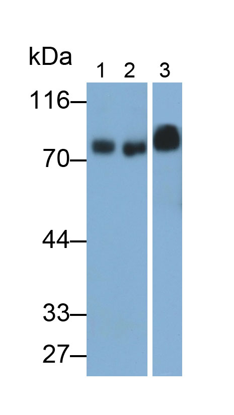 Monoclonal Antibody to Homing Associated Cell Adhesion Molecule (HCAM)