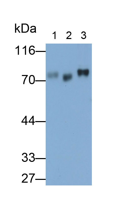 Monoclonal Antibody to Homing Associated Cell Adhesion Molecule (HCAM)