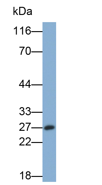 Monoclonal Antibody to Glutathione S Transferase Alpha 3 (GSTa3)