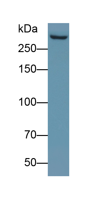 Monoclonal Antibody to Mucin 5 Subtype B (MUC5B)