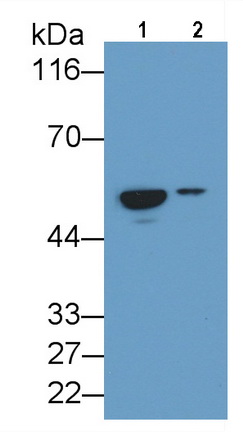 Monoclonal Antibody to Cluster Of Differentiation 14 (CD14)