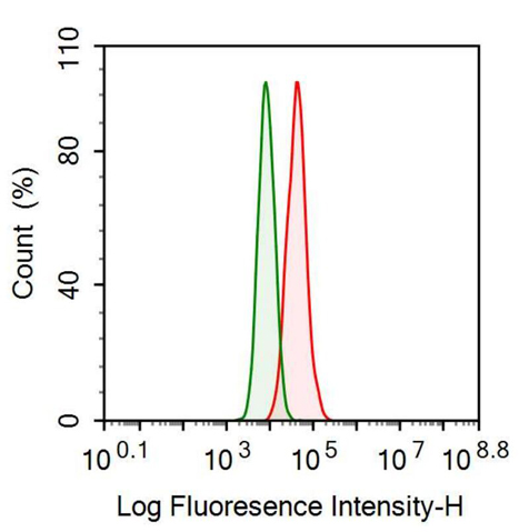 Monoclonal Antibody to Heat Shock Protein 27 (Hsp27)