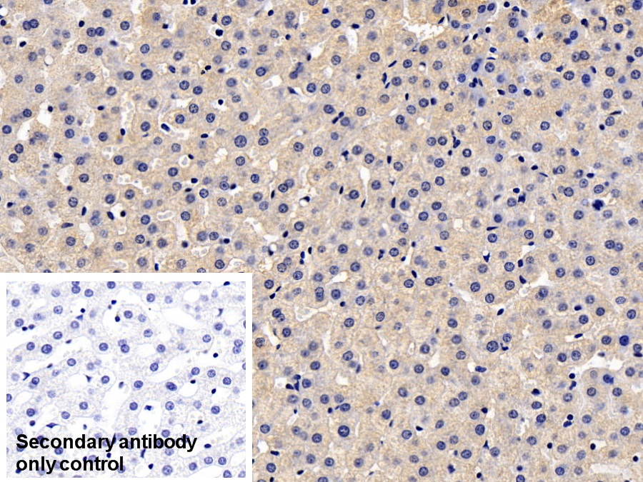 Monoclonal Antibody to Heat Shock Protein 27 (Hsp27)