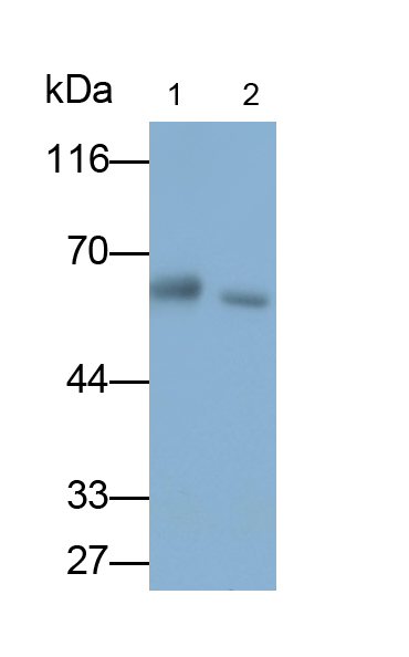 Monoclonal Antibody to Membrane Protein, Palmitoylated 6 (MPP6)