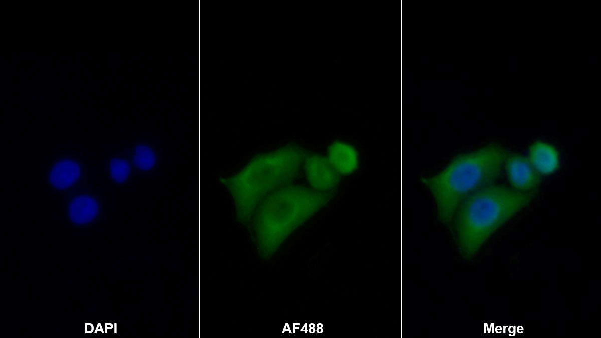 Monoclonal Antibody to Thioredoxin (Trx)